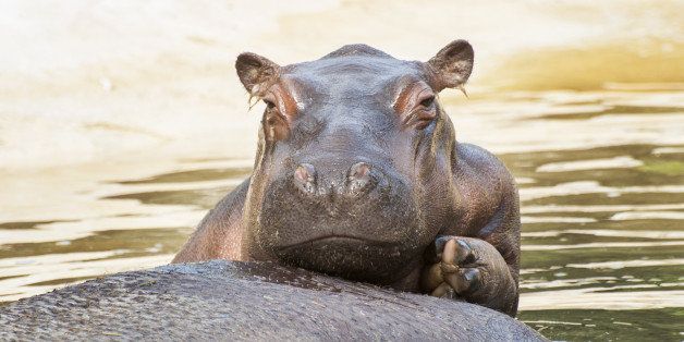 baby hippo 3