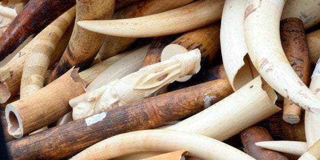 Three tonnes of illegal ivory are displayed on February 6, 2014 in front of the Eiffel tower in Paris. France fired the latest volley in the world's uphill battle against African elephant poaching, crushing three tonnes of illegal ivory at the foot of the Eiffel Tower and urging others to follow suit. The contraband with an estimated street value of 1 million euros ($1.4 million) was fed into a machine and ground, with the powder to be carted off and incinerated. AFP PHOTO / BERTRAND GUAY (Photo credit should read BERTRAND GUAY/AFP/Getty Images)