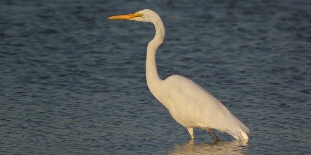 Gerat Egret, Ardea alba+=================+