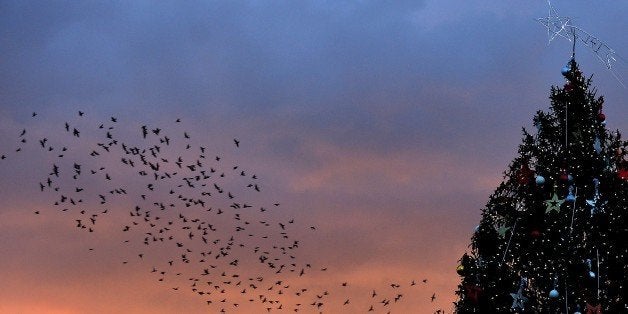 Starlings migrating from northern Europe fly next to a Christmas tree on December 17, 2014 at sunset. About one-million starl