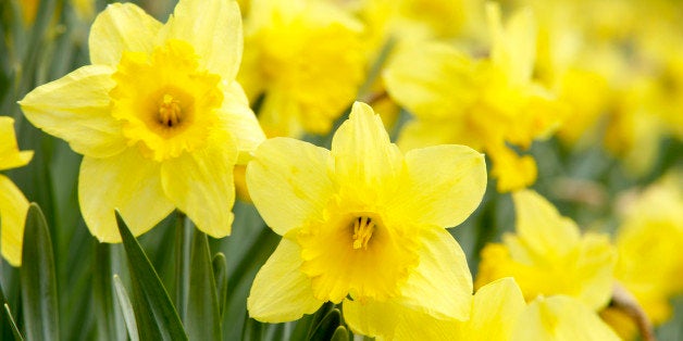 Daffodils in field