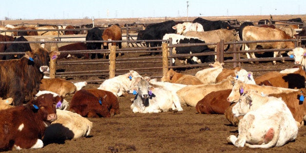 Cattle lounge in pens at a feedlot near Lubbock, Texas, on Dec. 16, 2013. Some Texas cattle producers are beginning a lengthy climb after a brutal and dispiriting stretch of years of drought. Hundreds of thousands of head in the nation's leading cattle producing state were liquidated since 2011, the stateâs most intense one-year drought on record. (AP Photo/Betsy Blaney)