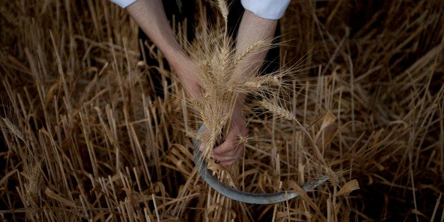 An Ultra Orthodox Jewish man harvests wheat ahead of the Jewish Shavuot holiday, in a field outside the Israeli community of Mevo Horon, Sunday, May 20, 2012. The Jewish holiday of Shavuot, commemorating Moses receiving the Ten Commandments and also a harvest holiday, begins next Monday sundown. (AP Photo/Ariel Schalit)