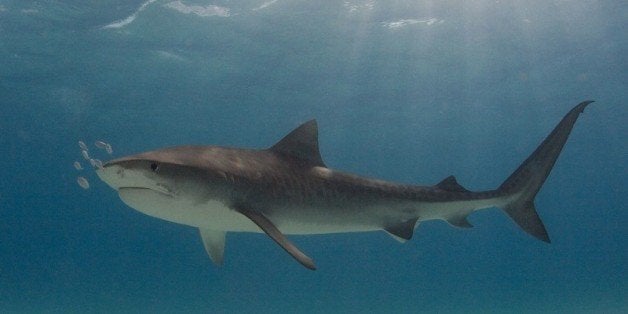 I shot this tiger shark at Tiger Beach.