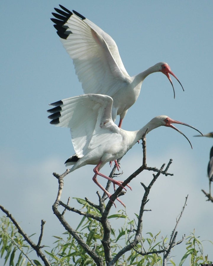 What's behind the toxic levels of mercury in tropical birds? Gold