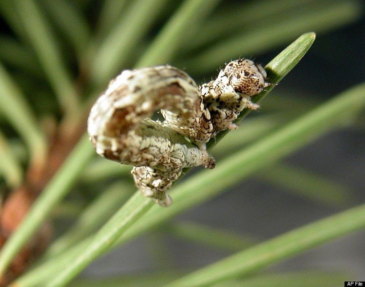 Whistling Caterpillars, Walnut Sphinx, Discovered And Documented In New