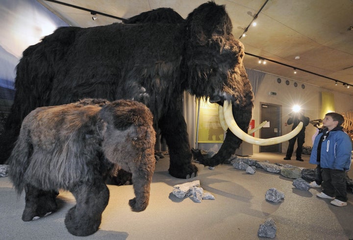 Has anybody ever gotten the elephant/mammoth exhibit combination