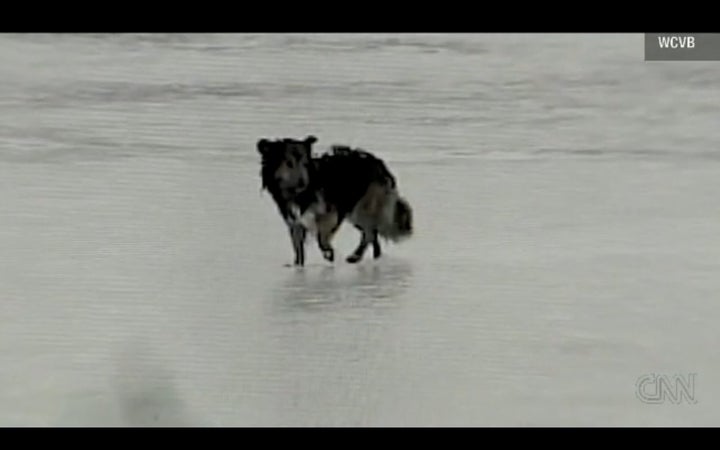 Dog Survives Being Trapped On Ice For 5 Days (VIDEO) | HuffPost Impact