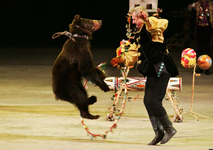 China Bans Animal Circuses, Issues New Warning To Zoos About Abuse |  HuffPost Impact