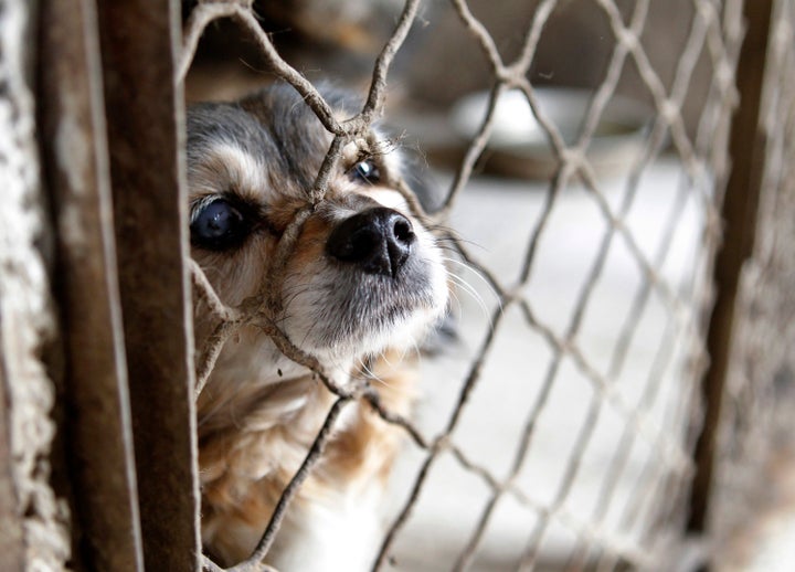 China Dog Rescue: Hundreds Of Animals Rescued From Slaughter By ...