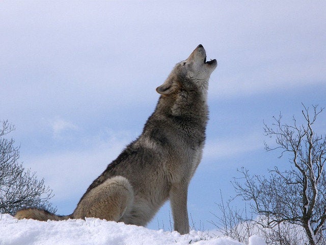 Analysis Of Wolf s The Meaning Of Analysis Of Wolf s The Meaning Of