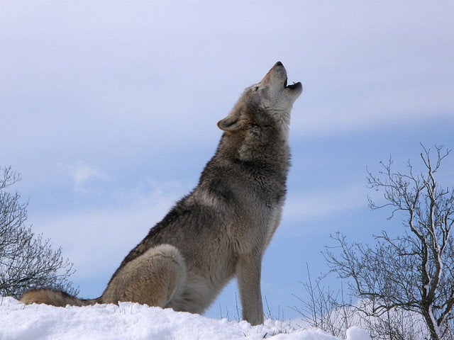 Dreams About Wolves Dream Meanings Explained Huffpost Life