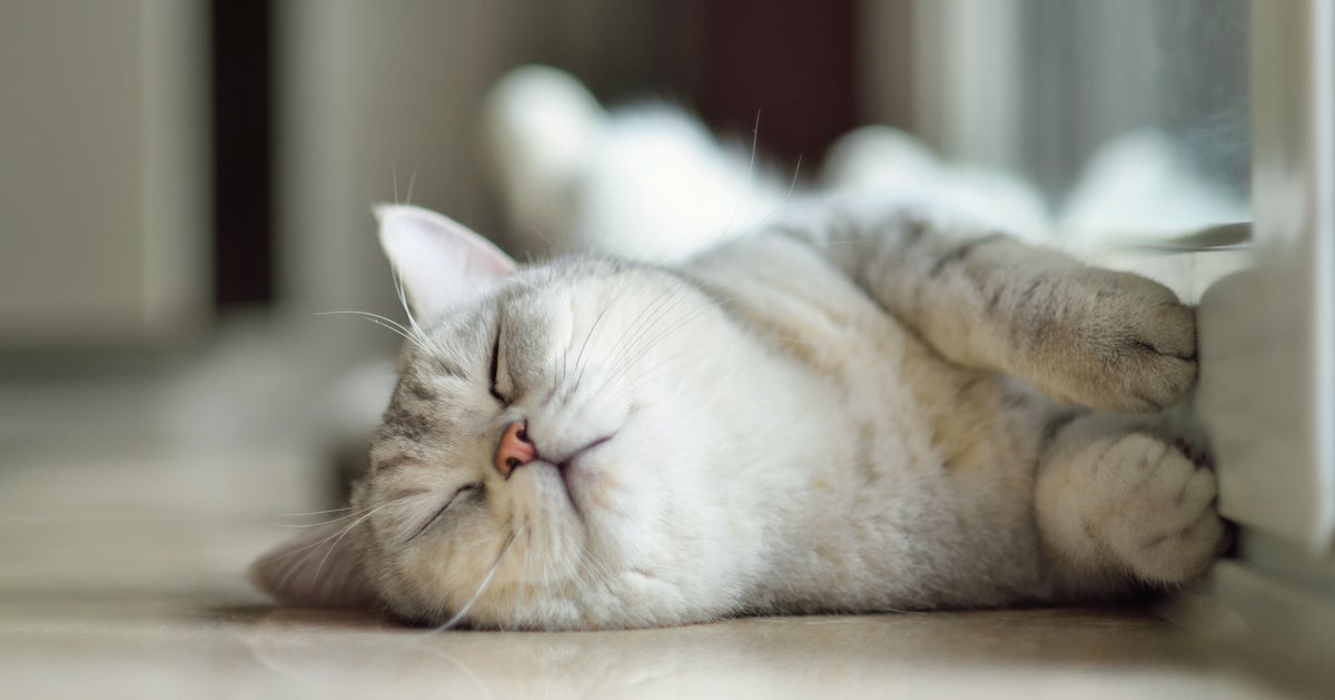 世界のニャンコが W スヤァ と眠る 猫のための子守唄 Lullaby For A Cat の威力がすごい ハフポスト