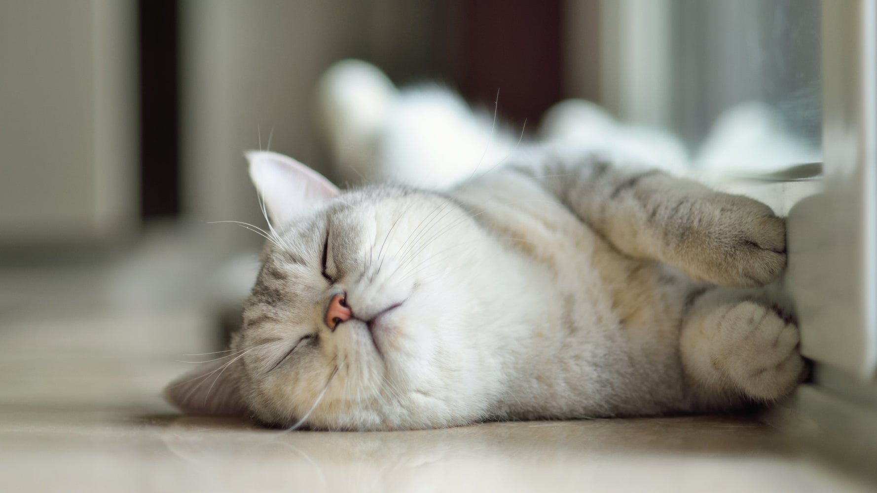 世界のニャンコが W スヤァ と眠る 猫のための子守唄 Lullaby For A Cat の威力がすごい ハフポスト