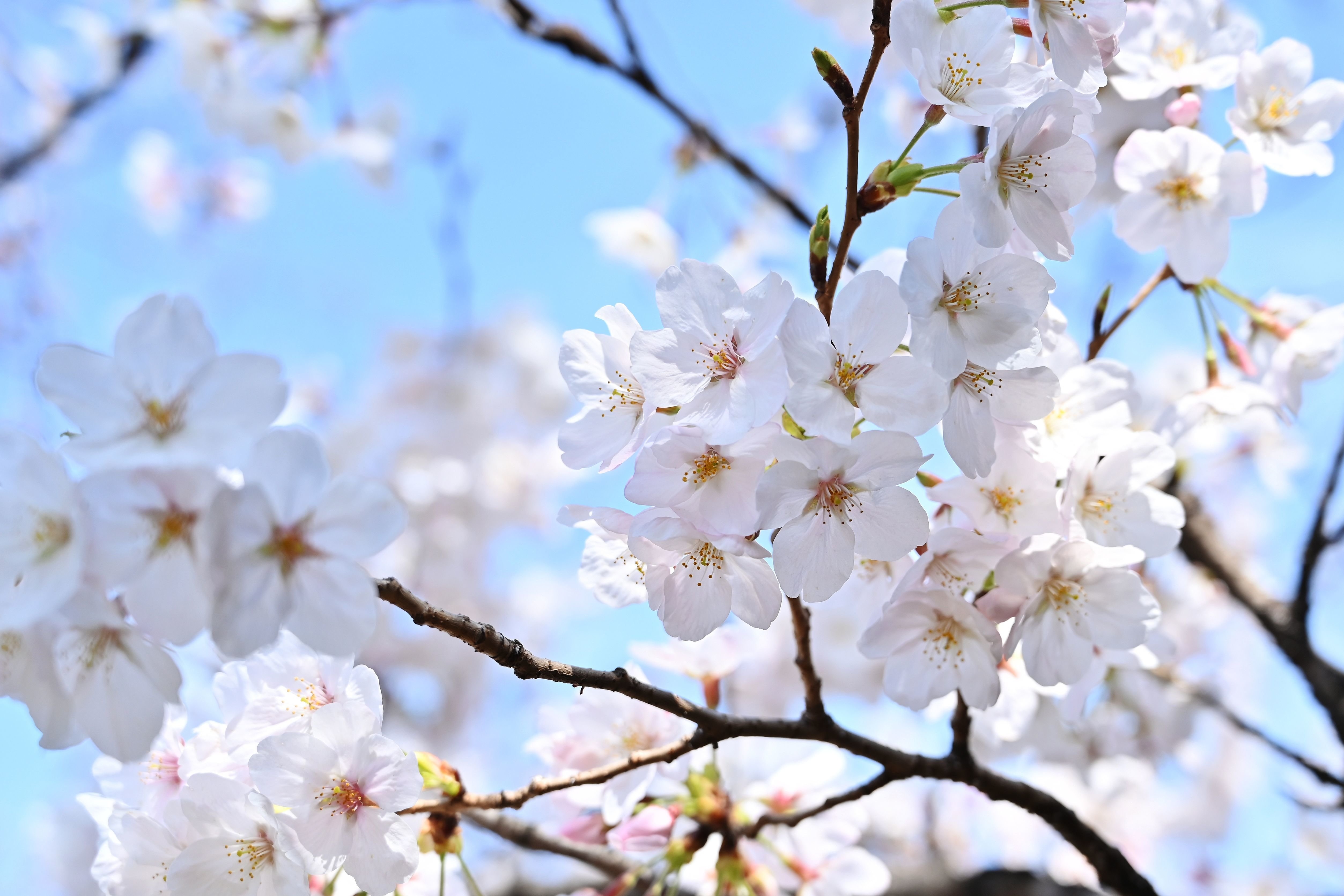 さくらの日に桜が満開 東京都心、ソメイヨシノは全国でトップ  ハフポスト