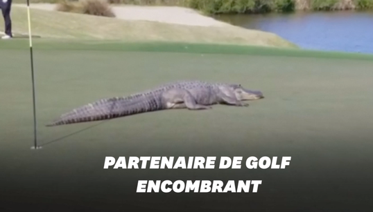Aux États-Unis, cet alligator interrompt une partie de