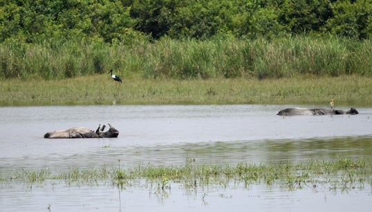 Modi Govt’s Move To Amend Forest Laws Is