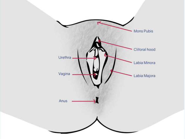 Female Private Part Diagram / Is My Vulva Normal Not All ...