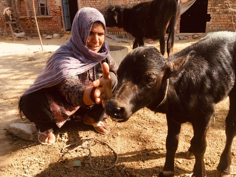 Jaibuna, Pehlu Khan's wife, plays with a baby buffalo at her home in Jaisinghpur village in Haryana. 