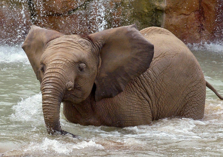 African elephants Kalina, 8, and Nyah, 6, (pictured) suddenly fell ill at the Indianapolis Zoo and died after showing signs of the elephant endotheliotropic herpesvirus, also known as EEHV.