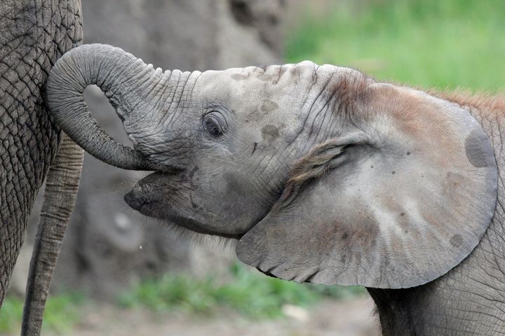 Kalina, 8, died on Tuesday after showing signs of the virus, which lays dormant and undetectable in many elephants.