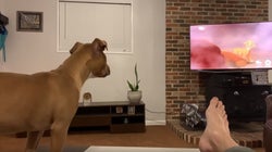 On sait enfin pourquoi des chiens pleurent devant “Le Roi