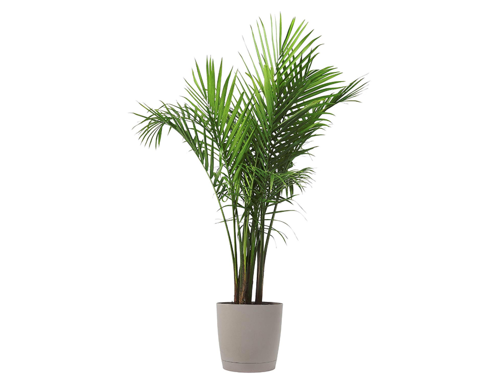 Parlor Palm