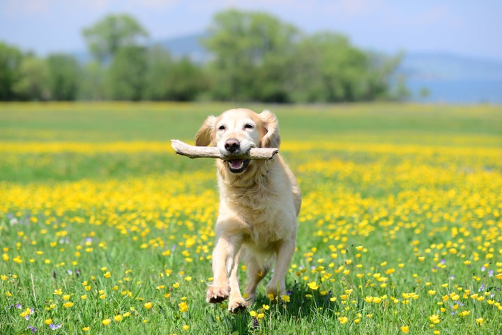 犬のイメージ写真