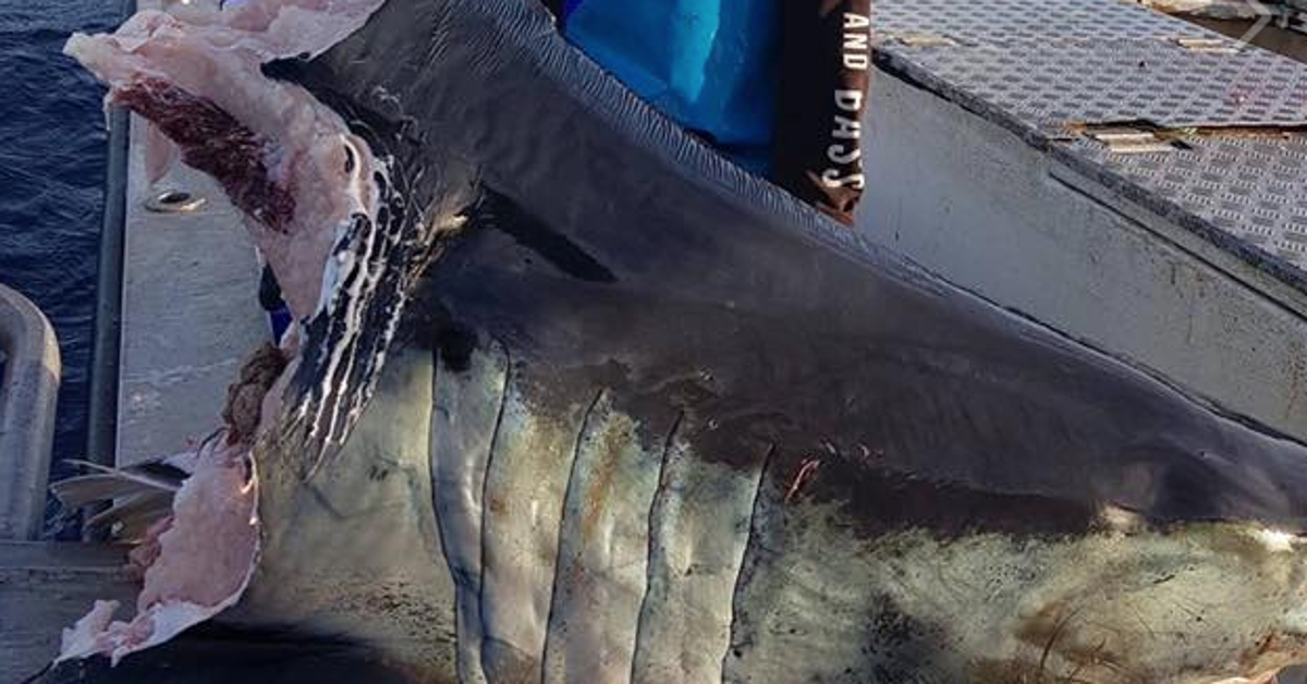 Something In The Ocean Bit The Head Off This Giant Mako Shark ...