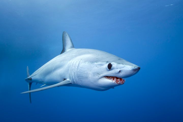 The severed head is believed to belong to a Mako shark. The breed is the fastest known species of shark, capable of moving speeds of 31mph, with bursts of up to 46mph 