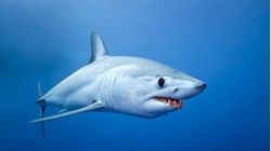 Αυστραλία: Μυστήριο καλύπτει την υπόθεση του αποκεφαλισμένου καρχαρία