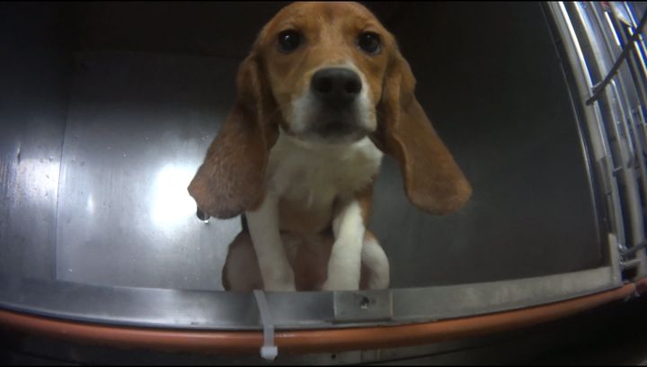 One of the beagles used in a yearlong pesticide toxicity test in Michigan looks out from his cage.