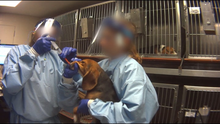 A beagle undergoing force-feeding at Charles River Laboratories in Mattawan, Michigan.