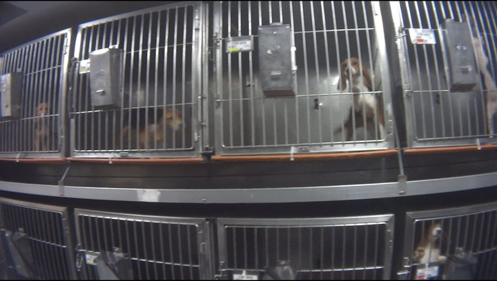 Beagles used for the Corteva Agriscience tests in steel cages at the lab.