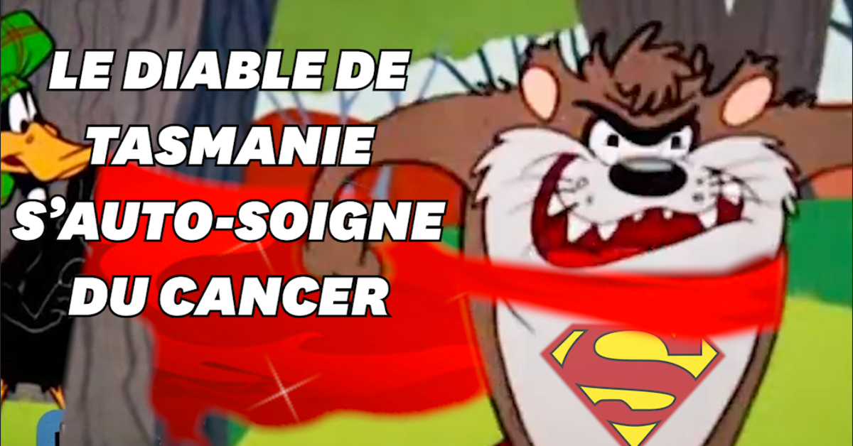 Le Diable De Tasmanie Est Capable De Se Guerir Lui Meme Du Cancer Le Huffpost