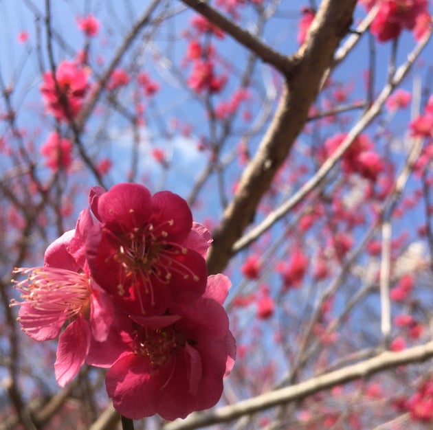 梅の花