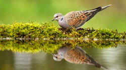 La Ligue de Protection des Oiseaux porte plainte contre la France devant