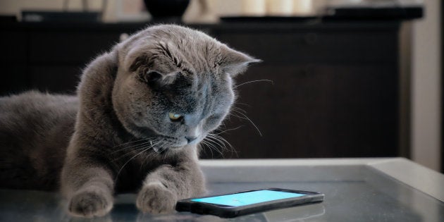 Des Objets Connectes Pour Vos Animaux De Compagnie Le Huffpost Des Objets Connectes Pour Vos Animaux De Compagnie Le Huffpost