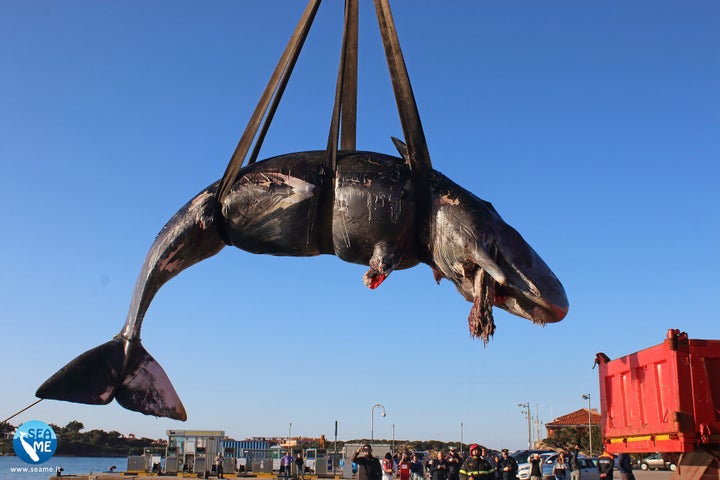 This sperm whale was found dead with nearly 50 pounds of plastic in its stomach on the coast of Sardinia, Italy.