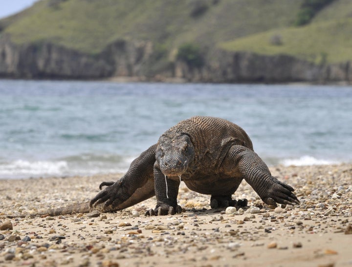 インドネシアのコモド島に生息しているコモドオオトカゲ