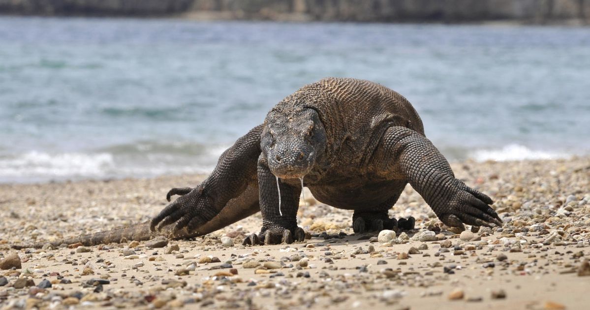 インドネシアにある世界遺産 コモド島が閉鎖 年から観光客の立ち入りを禁止へ ハフポスト