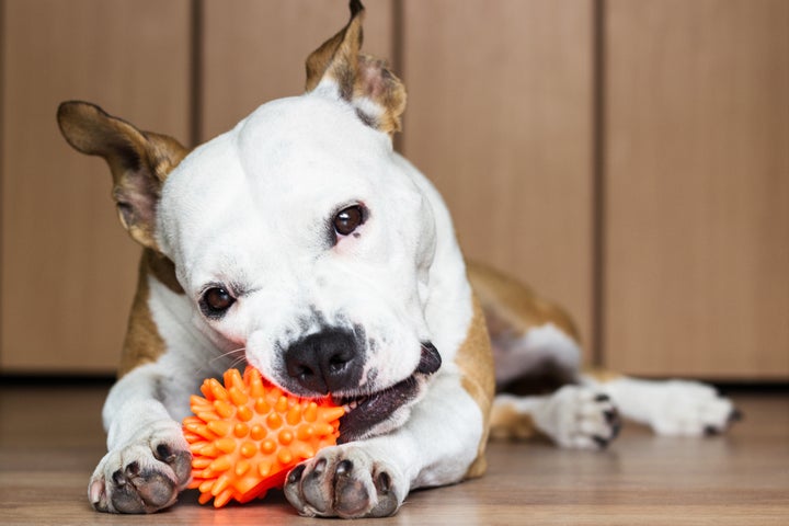 Brinquedos distraem cachorro em tempo livre, sem o dono.