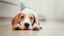 Une vente de chiens aux enchères met en colère 30 Millions