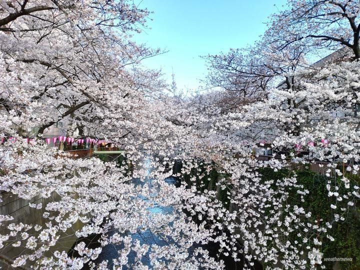 東京 目黒川沿いの桜の様子