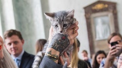 Un “abattoir à chatons” fermé aux