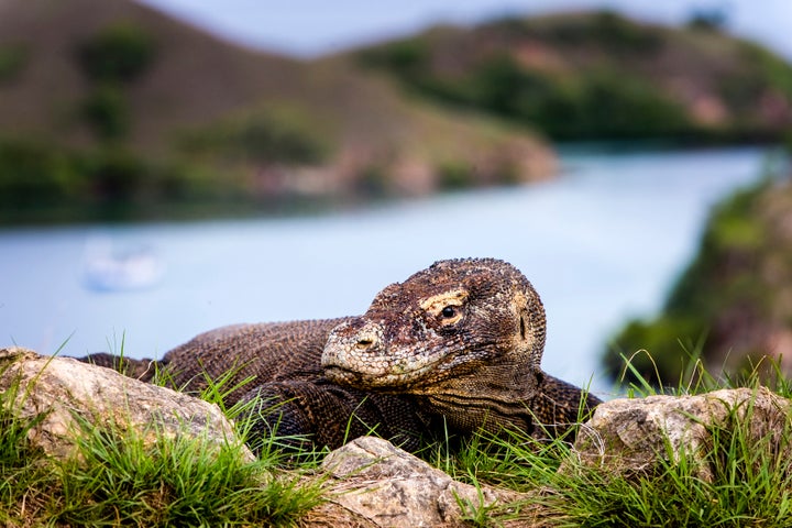 A Komodo dragon pictured on Komodo Island, Indonesia.&nbsp;