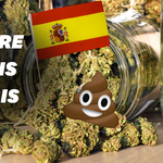 De la matière fécale dans 75 % du cannabis vendu à