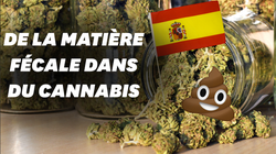 De la matière fécale retrouvée dans 75% du cannabis vendu à