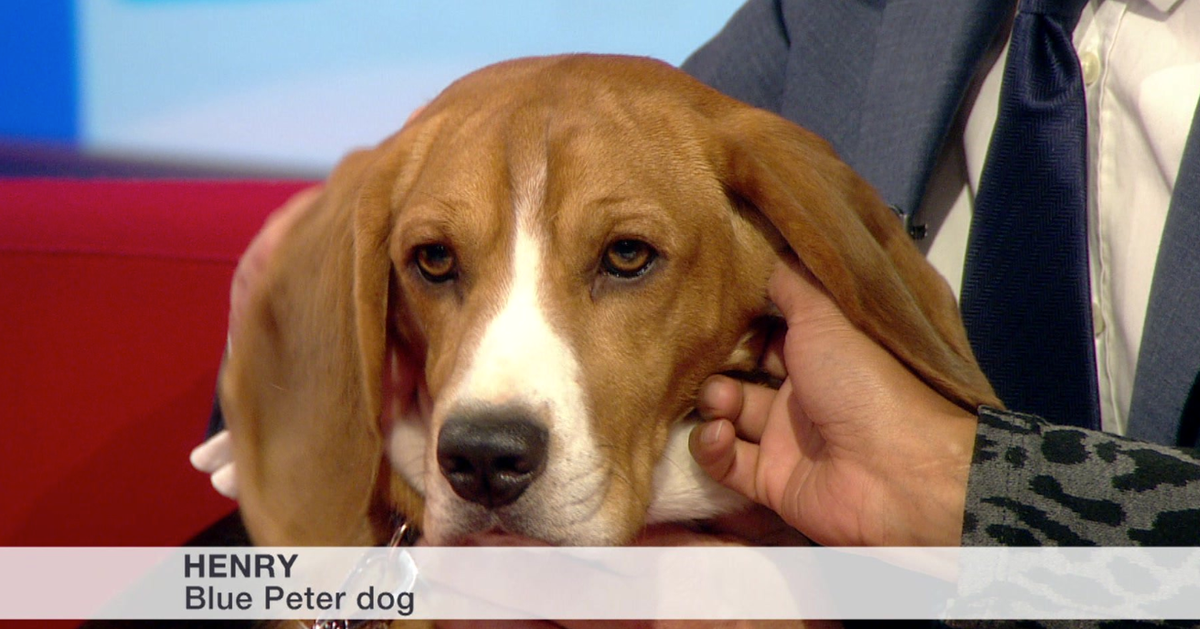 New blue deals peter dog 2019