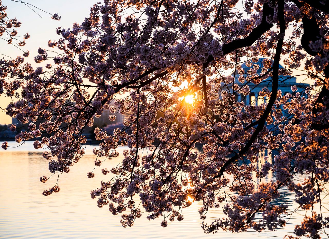 Cherry blossoms near the Jefferson Memorial as the sun rises at the Tidal Basin in Washington, D.C., on April 3, 2019.